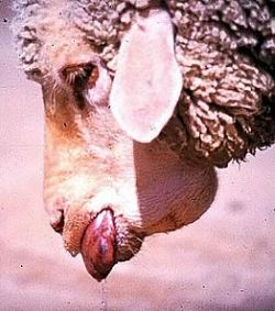 sheep suffering from blue tongue disease 9