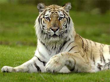 sib tiger 3821