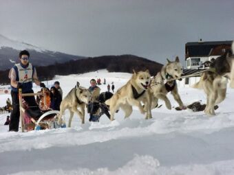 sledge dog race