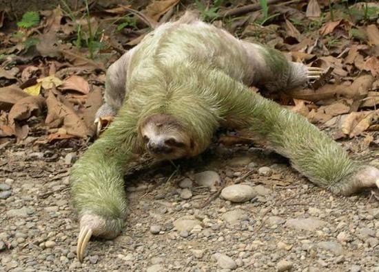 sloth kzfsi 41416