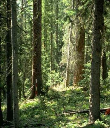 small doses of nitrogen help forests grow 9