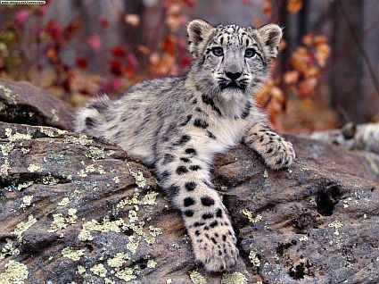 snow leopard cub 45