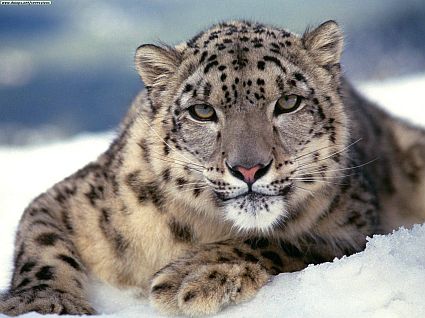 snow leopard6 45