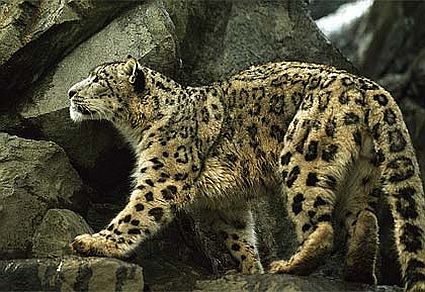 snow leopard 45