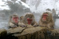 snow monkeys2