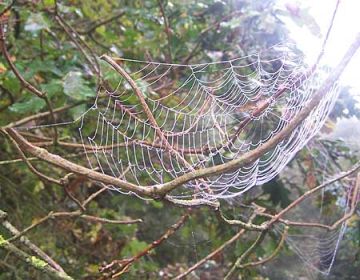 spider web in forests can help plant surveys 9
