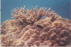 staghorn coral species