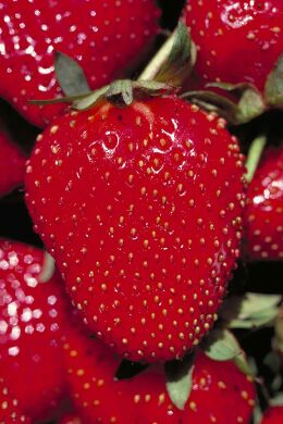 strawberry6