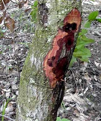 sudden oak death on tan oak