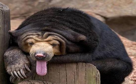 sun bear jhfy1 41416