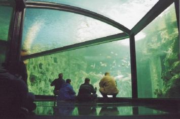 sydney aquarium 9