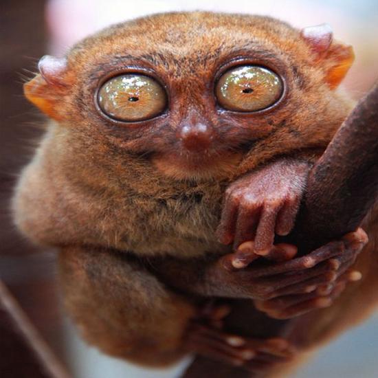 tarsier vsfkk 41416