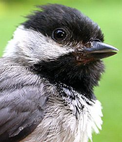 the chickadee hit by west nile virus 9