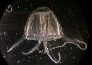 the deadly irukandji jellyfish 9