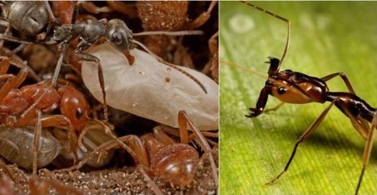 the hidden world of ants