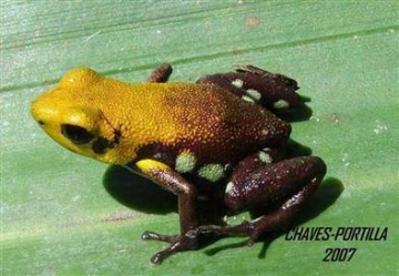 the newly discovered golden frog of supata could f