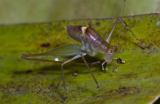the rap katydid aco4s 41416