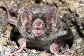 the vampire bats in costa rica
