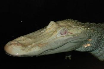 the white alligator at knoxville zoo 9