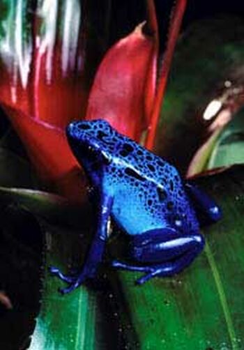 the blue poison frogdendrobates azureus