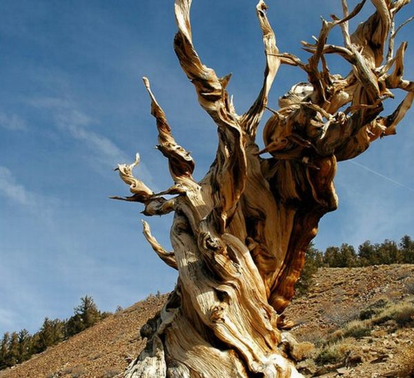 The Methuselah Tree, California The Methuselah Tree, California