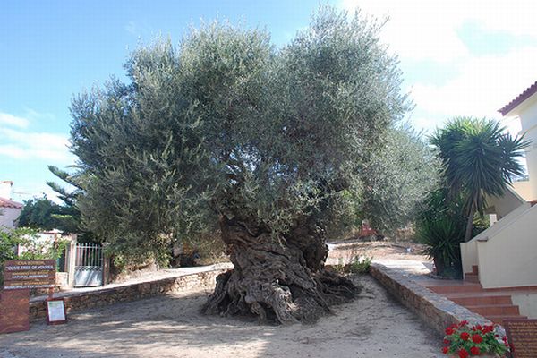 The Olive Tree of Vouves Crete The Olive Tree of Vouves Crete