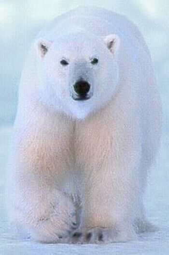 the polar bear ursus maritimus