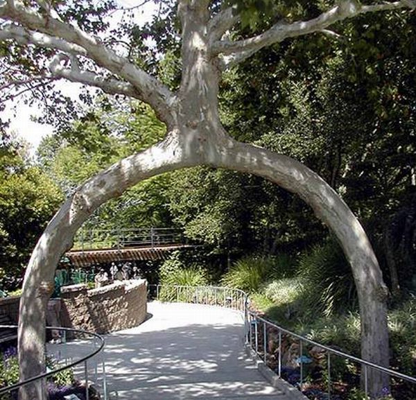 The Tree Circus The Tree Circus