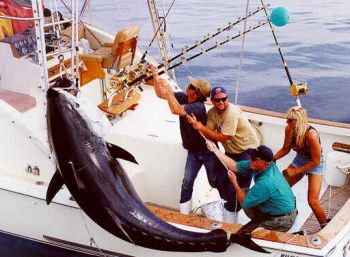 threatening the bluefin tuna 9