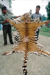 tiger poaching 246
