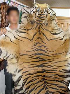 tiger skin in great demand