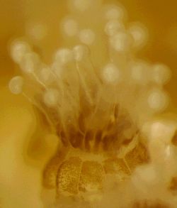 tiny algae living within corals 9