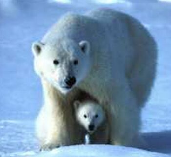 to polar bear extinction