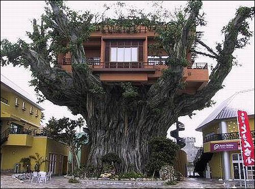 tree house 10