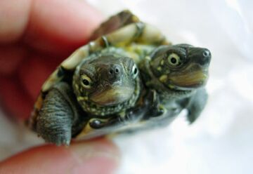 two headed turtle