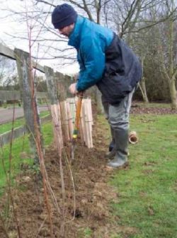 uk gardeners to plant trees 9