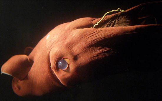 vampyroteuthis infernalis