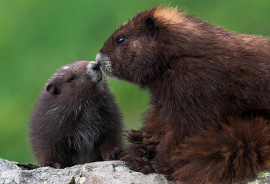 vancouver island marmot