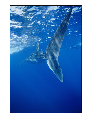 whale sharks 3821