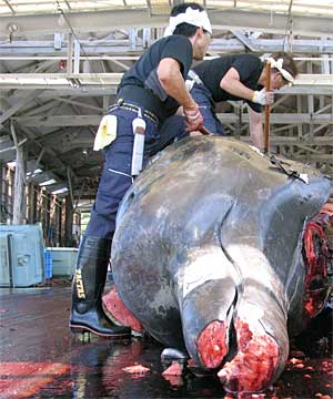 whaling in japan is resposible for the extiction o