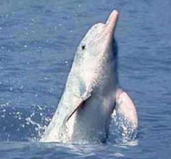 white yangtze dolphin 9
