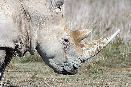 white rhino 1824 45