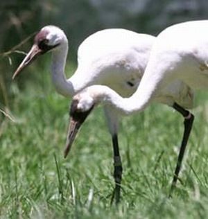whooping cranes 9