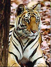 wildlife law adds to woes of indias tigers 9