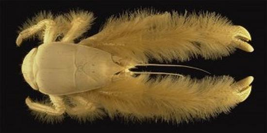 yeti crab gq2ta 41416