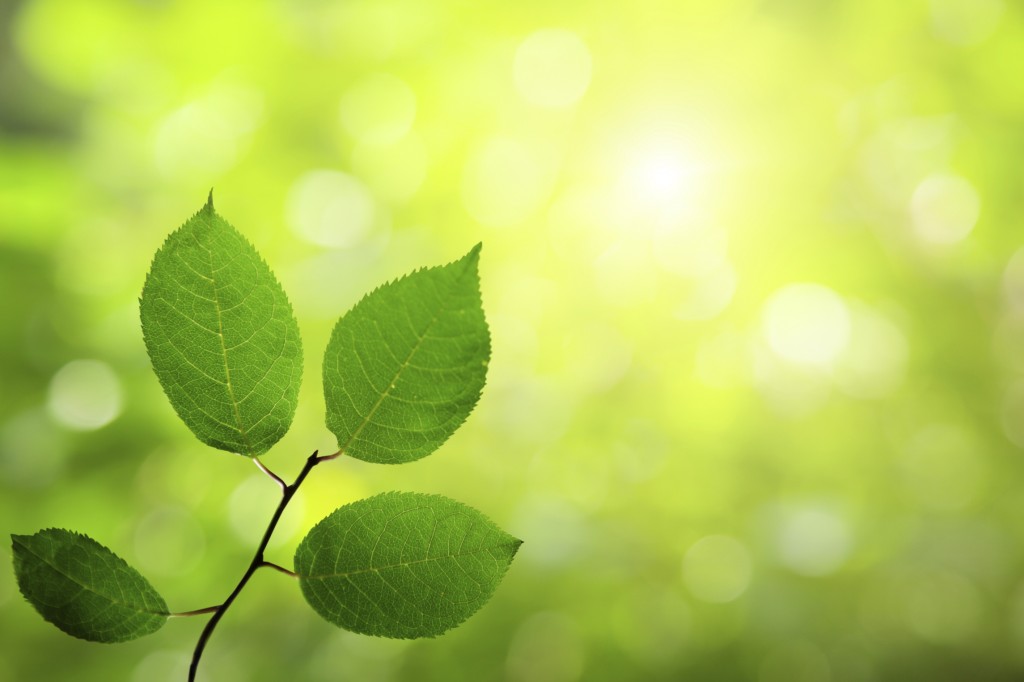 green leaves in deep forest