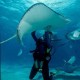 Scuba_Diving1