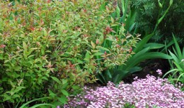 GardeningContest
