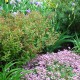 GardeningContest