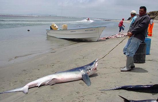 080930 shark fishing missions big qrhVx 19111